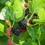 Why Are Mulberry Trees Illegal?