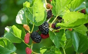 Why Are Mulberry Trees Illegal?