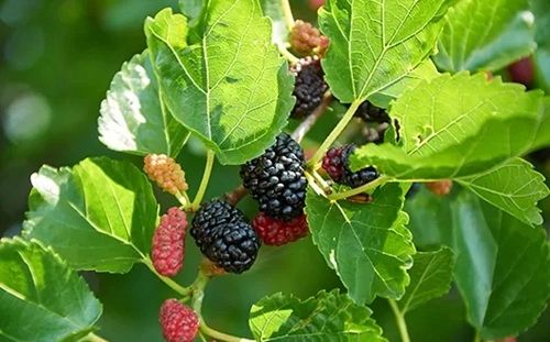 Why Are Mulberry Trees Illegal?
