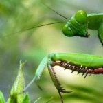 Is It Illegal To Kill A Praying Mantis?