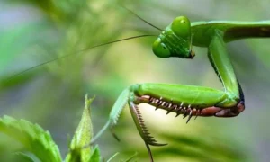 Is It Illegal To Kill A Praying Mantis?