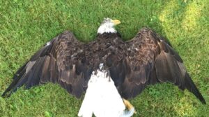 Is It Illegal To Kill a Bald Eagle?