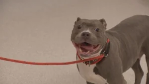 Are Pitbulls Illegal In Denver?