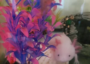 Are Axolotls Illegal In California?